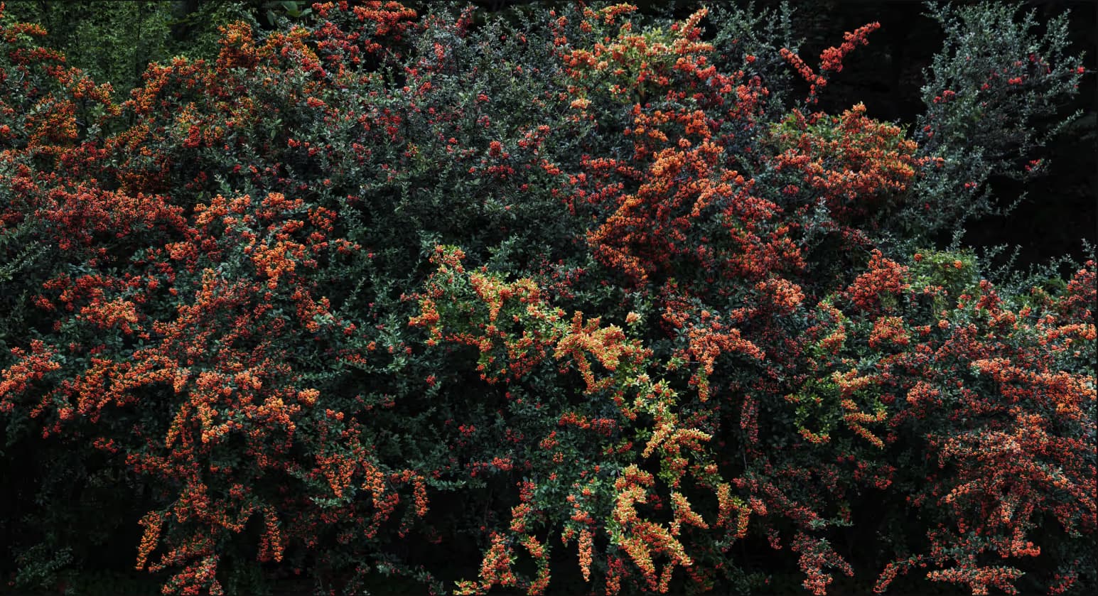 안종현, 풍경 - 붉은 열매, pigment print, 35 x 19 cm. 40 만원